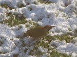 Woodpecker in the snow