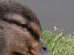 Canterbury (Ducks)