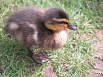 Canterbury (More Ducks)