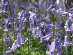 Bluebells - <i>Hyacinthoides non-scripta</i>