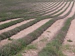 North Downs, Wye-Canterbury