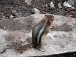 A chipmunk at Johnston Canyon