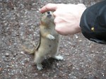 A chipmunk at Johnston Canyon