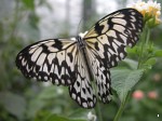 Butterfly Centre, Densole, Kent