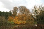Autumnal tree next to the River Avon, Bradford-on-Avon