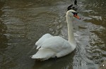 Swan on the River Avon, Bradford-on-Avon