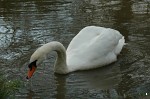 Swan on the River Avon, Bradford-on-Avon