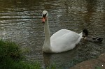 Swan on the River Avon, Bradford-on-Avon