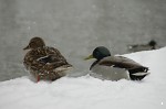 2005-02-28 - Canterbury (More Snow)