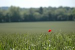 Lone poppy in a field