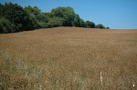 Folkestone Downs, Kent
