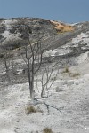 Jupiter Terrace, Mammoth Hot Springs, Yellowstone National Park
