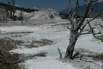 Canary Spring, Mammoth Hot Springs, Yellowstone National Park