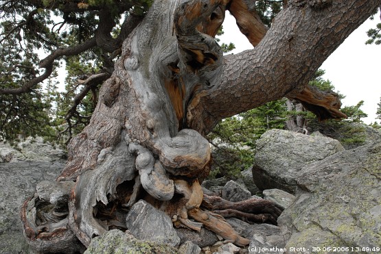 Gnarled tree near Lake Haiyaka, Rocky Mountain National Park