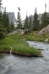Stream near Emerald Lake, Rocky Mountain National Park