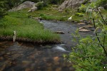 Stream near Emerald Lake, Rocky Mountain National Park