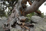 Gnarled tree near Lake Haiyaka, Rocky Mountain National Park