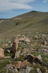 Tundra, Rocky Mountain National Park